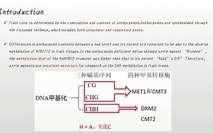 16分钟讲解Plant Biotechnology Journal高分文章 苹果DM途径介导MYB1基因座甲基化调控花青苷生物合成