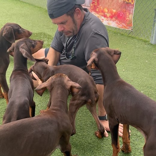 Doberman Rescue League, Inc. on Reels