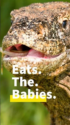 This is why Baby Komodos Climb Trees | Apex Predators #komododragon