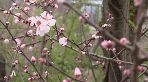 Pollenbelastung steigt mit den Frühlingstemperaturen