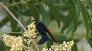 Tarantula hawk (wasp) season looms