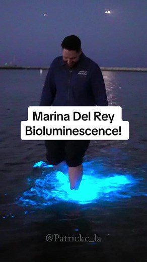 Mesmerizing Bioluminescence at Marina Del Rey