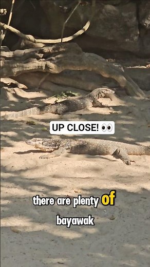 🦎 Giant Bayawak Spotted! 😲