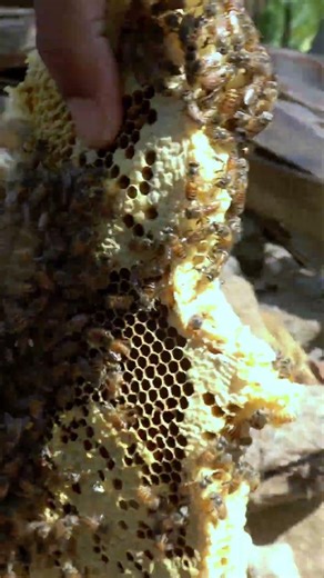 Bee colony relocation #honey #honeybees #beefarm #beekeeping #udumalpet #tamilnadu #beekeeper