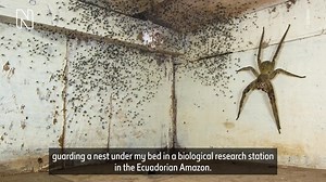 12K views · 184 reactions | What would you do if you found one of the world's most venomous spiders under your bed? ️ On #WorldSpiderDay, Gil Wizen tells us how he photographed the hand-sized Brazilian wandering spider featured in Wildlife Photographer of the Year. #WPY57 | Natural History Museum, London | Facebook