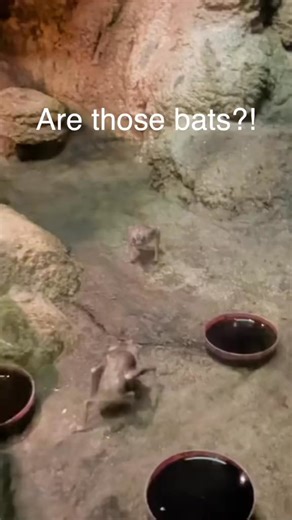 524K views · 30K reactions | Turns out vampires are real  #vampirebat | Kate Reels1 | Facebook