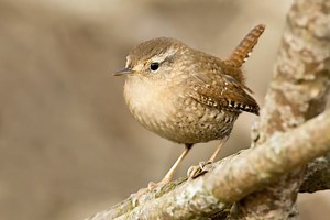 How to Attract Wrens to a Garden | Homesteady
