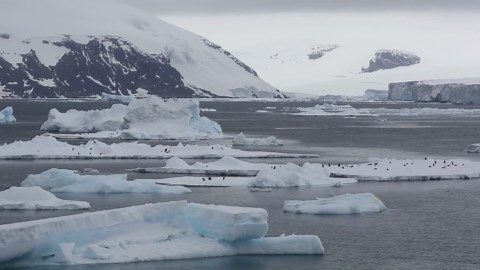 Tabarin's Penguins & Icebergs: Drone Views of Antarctica