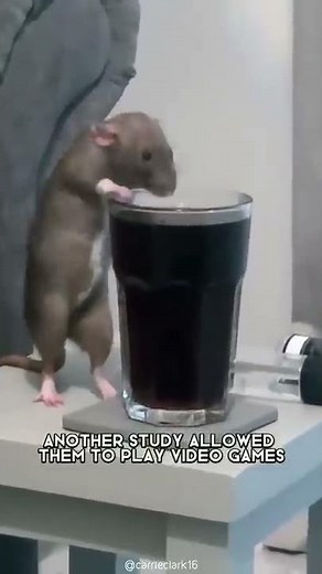 Rat 🐀 One Of The Most Intelligent Animals In The World #shorts