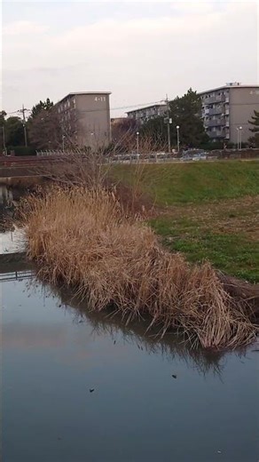 Today's Ayase River. 1/19-3