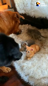 4M views · 10K reactions | Sweet dog loves the foster kittens so much, she watches the other pets around them until she's convinced they know how to babysit ❤️ | Odd Couples by The Dodo | Facebook