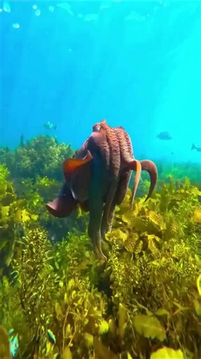 A male giant cuttlefish searches for a female to breed with Australian giant cuttlefish live short but action- packed lives Their 1-2 year lifespan climaxes #marinelife #cuttlefish #ocean | Ocean Kingdom