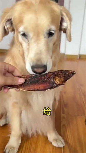 Dare to show off #The confusing behavior of animals#Zou Aipai#The dog s thoughts are all w