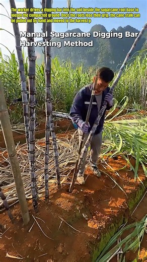 Pulling Sugarcane Stalks With a Digging Bar #Sugarcane #FarmHarvest #USA
