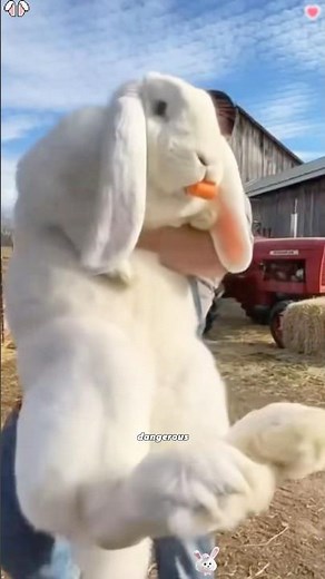 The truth about Angora rabbit wool harvesting#amazing #didyouknow #knowledge #fyp #asmr