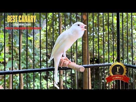 BELGIAN CANARY 'S Most POWERFUL Song for TRAINING Baby Canary‼️