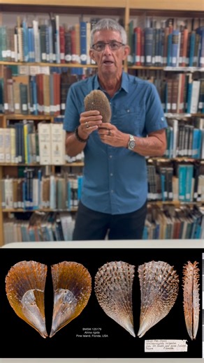 14K views · 494 reactions | Today, learn about the Stiff Pen Shell (혈혵혳혪혯혢 혳혪혨혪혥혢) with Dr. José H. Leal. | Bailey-Matthews National Shell Museum & Aquarium | Facebook