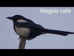 magpie calls