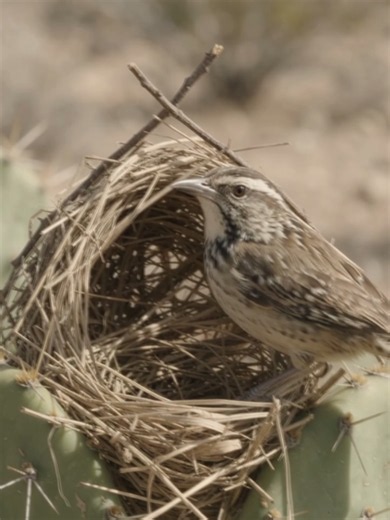 Cactus Wren Builds Fortress Nest Inside Prickly Pear