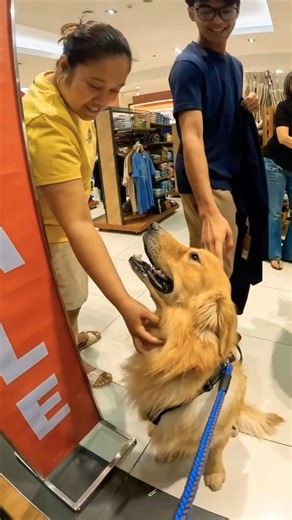 Golden Retriever vs a Crowd 😂 #goldenretreivers #dogshorts #pets