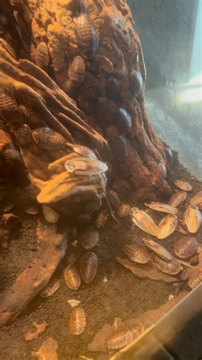 Cave cockroach #cockroaches#roaches#insectlovers#phoenixkeenan#animallovers