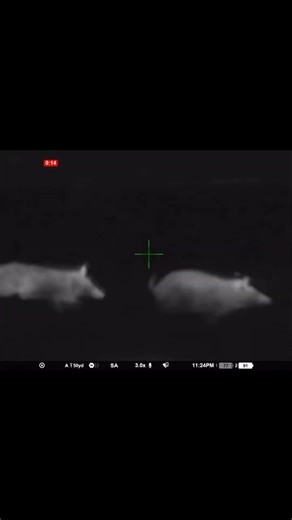 Javalis! 🐗 #javali #hogs