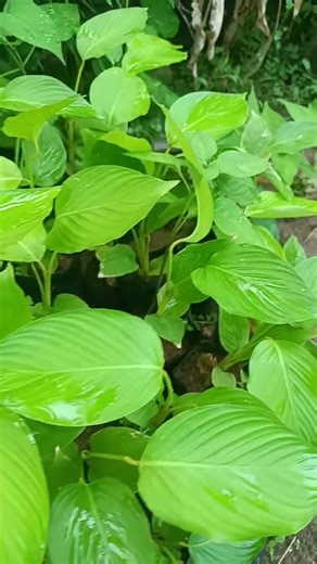 calathea lutea 20/-9847405270💣