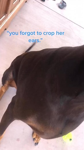 Adorable Blue Doberman with Natural Floppy Ears