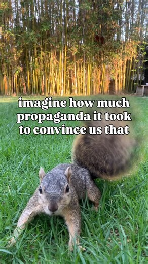 @oliviajamesruiz on Instagram: "It feels like that episode of SpongeBob where he goes to normal town and everyone says they’re normal and SpongeBob becomes a perfectly rounded square 😂 #ecoliving #nature #organicliving #farmliving eco villages #ecovillage"