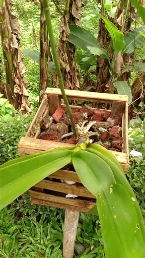 media anggrek anti busuk akar walau diguyur hujan