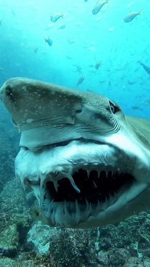 Lemon Shark: Nature's Fascinating Friendships
