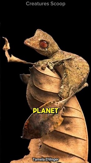 Meet the Satanic Leaf-Tailed Gecko: Nature's ultimate master of disguise!