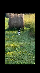 Ce chat entend des voix #chat #chats #nature #animaux | Virgule Animale