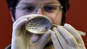 New DNA extraction method broadens mollusc studies