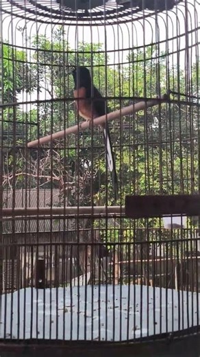 pancingan murai batu pagi hari