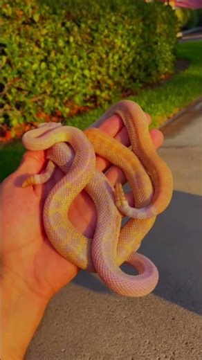 ❗️😱🐍👉 Don’t forget to Like + Share + Subscribe#snake #everyone #animal #youtubeshorts