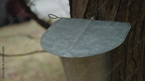 Maple syrup farmer checking tap bucket for sugar water (4k 24fps)