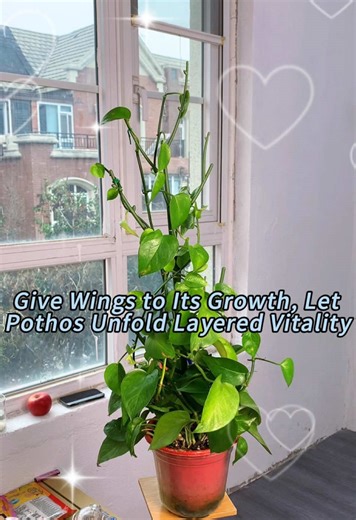 Provide a support for pothos, letting the greenery climb freely and filling the space with vitality. Every inch of the support bears the power of growth, accompanying the pothos from tender vines to a cascading or upward landscape, adding a touch of flexible natural beauty to your home.#plantstakes #climbingplants #plantsupport #blackfriday #indoorplants