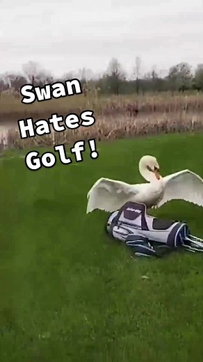 Swans don't mess around! 🦢💥😂 #Swan #Wildlife #Fails