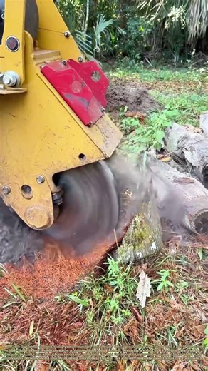 Pulverizing the Past: How a Machine Turns Stumps Into Mulch in Seconds**