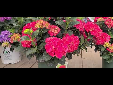 Hydrangea Magical® Ruby Red // Spectacular, Compact, Dark❤️Red Hydrangea!