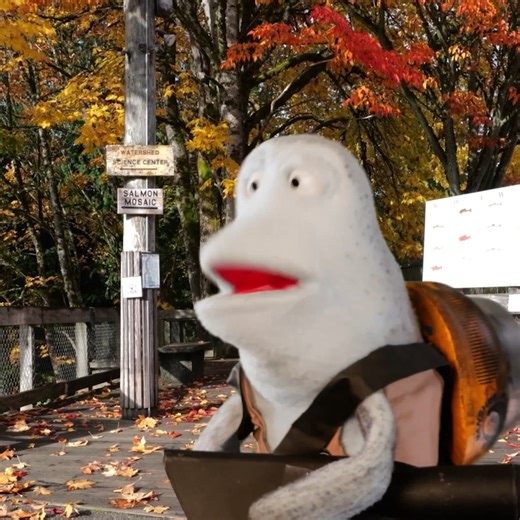 1.5K views · 15 reactions | Did you know leaf buildup can cause problems for fish in urban areas? | FISH (Friends of the Issaquah Salmon Hatchery) | Facebook