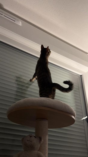 Quand le fantôme hante le chat - Scène effrayante !