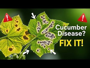 Cucumber Diseases and Treatment. #gardening #thehowtoacademy