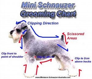 Mini Schnauzer Grooming Tips for Pets | Miniature Schnauzer puppies WA