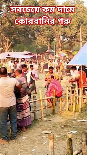 সবচেয়ে কম দামে কোরবানির গরু #ঈদ #helloone #shorts #cow #viral #travelvlog #trending #dailyvlog