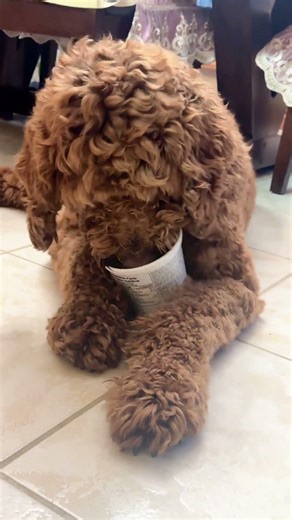 This is how my dog ​​Rocky eats yogurt! #goldendoodle #dogfunnyvideos #doodle #dogvideos #cutedog