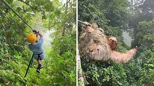 Zip Line Kid Crashes into Sloth in Costa Rican Rainforest