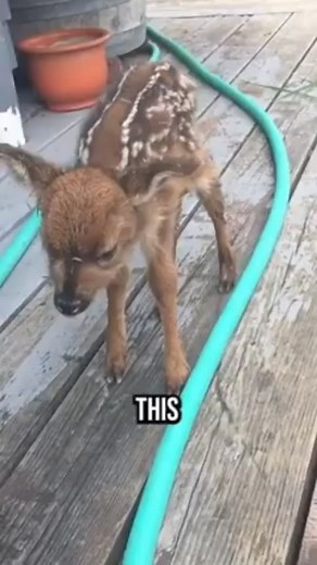 Baby Deer rescued moments before tragedy #reelsvideoシ #reelsviralシ #reelsfbシ | Funny Foreman | Facebook