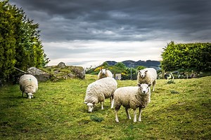 Did Hundreds of Sheep Mysteriously Die in June 2022?